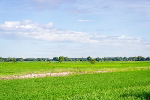 Free Vast green rice fields stretching under a bright blue sky with clouds, offering a serene landscape view. Stock Photo