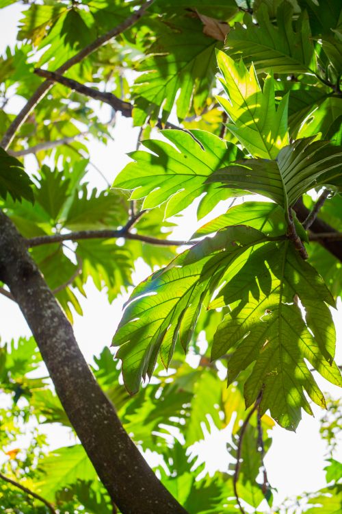 Free Bright sunlight filtering through lush green breadfruit tree leaves, creating a vibrant outdoor scene. Stock Photo