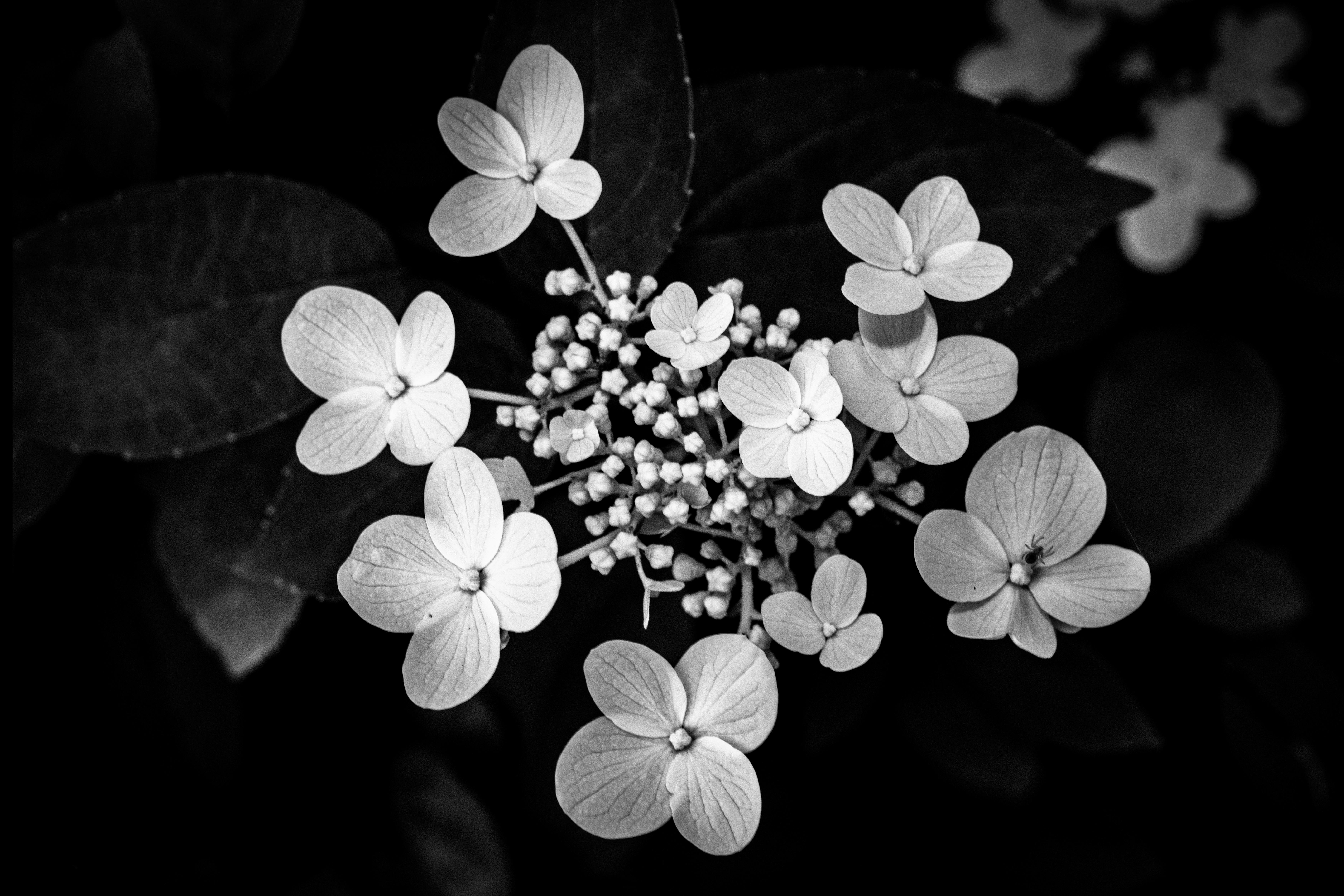 Elegant black and white macro shot of hydrangea flowers showcasing intricate detail and contrast.