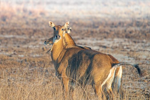 A detailed view of a Nilgai (Boselaphus tragocamelus) in its natural habitat at Khijadia Bird Sanctuary, India.
