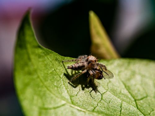 Free Close-up of a spider capturing its prey on a green leaf under sunlight. Stock Photo
