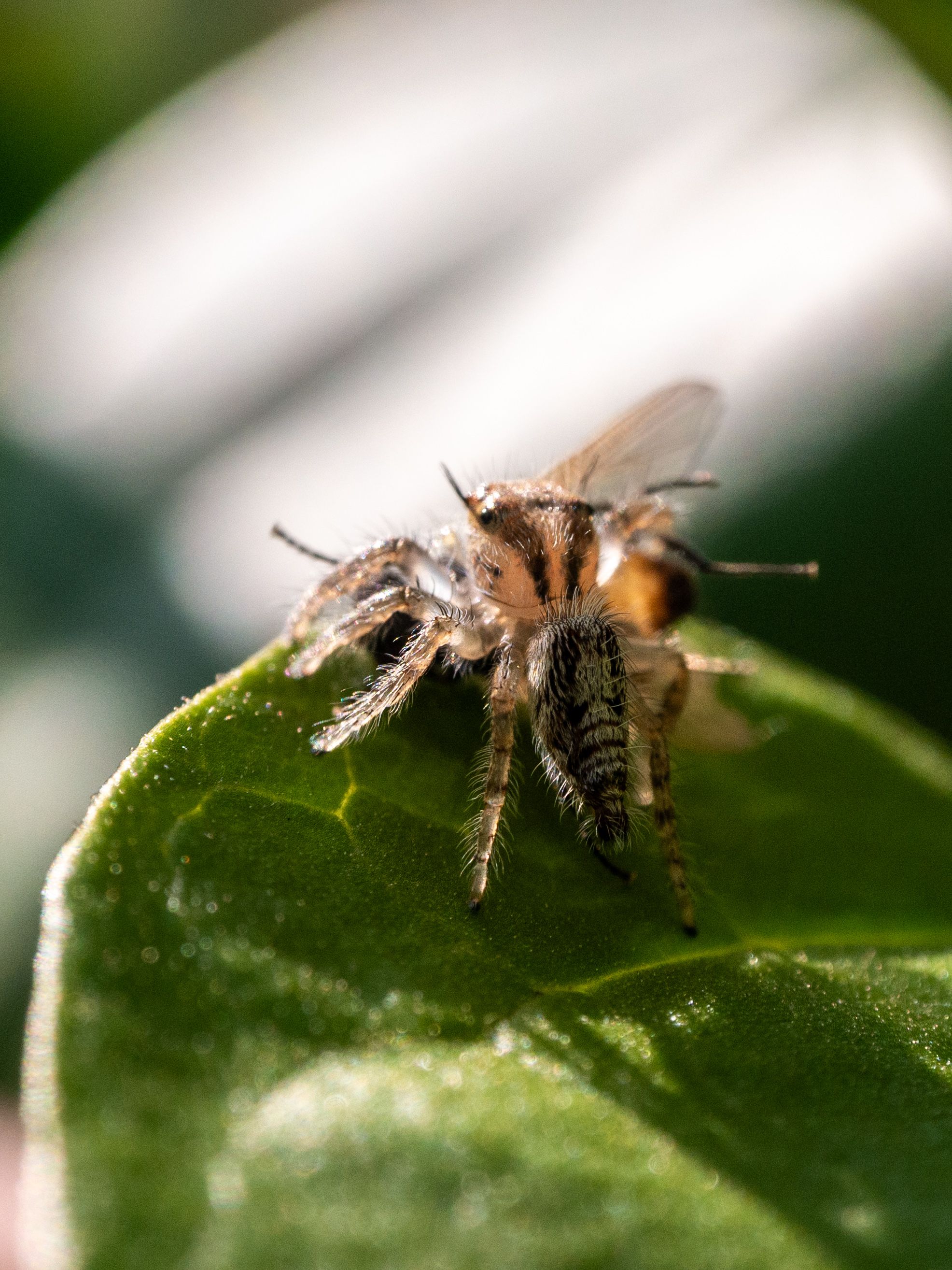 Close-up of a Jumping Spider on Leaf · Free Stock Photo