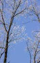 Winter Trees with Frost against Blue Sky