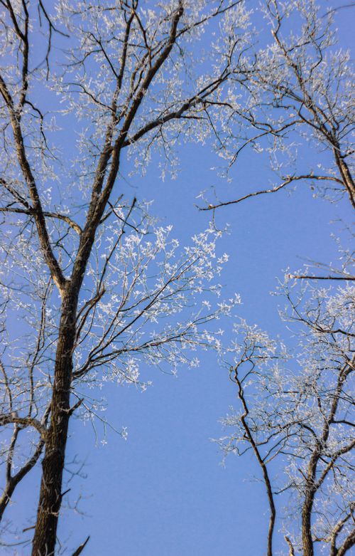 Free Snow-covered tree branches against a bright blue winter sky, capturing the serene beauty of nature. Stock Photo