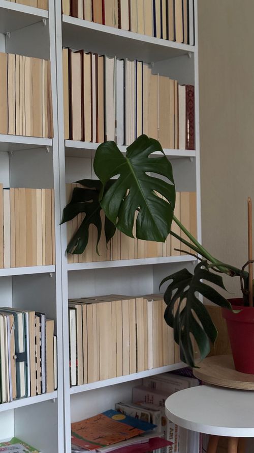 Free A stylish bookshelf with stacked books and a lush Monstera plant, creating a cozy indoor scene. Stock Photo