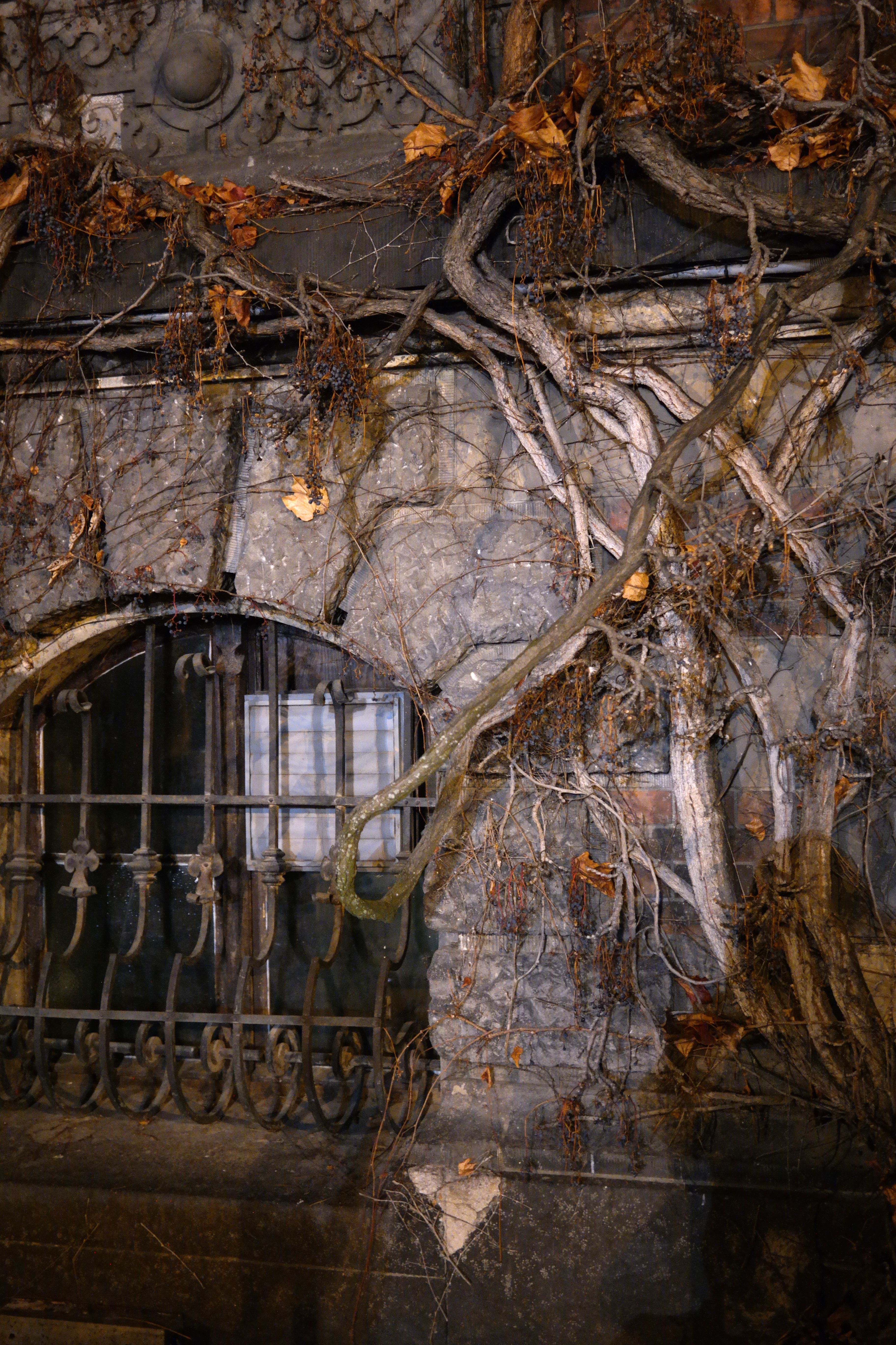 Old Rustic Wall with Vines and Window Grate · Free Stock Photo