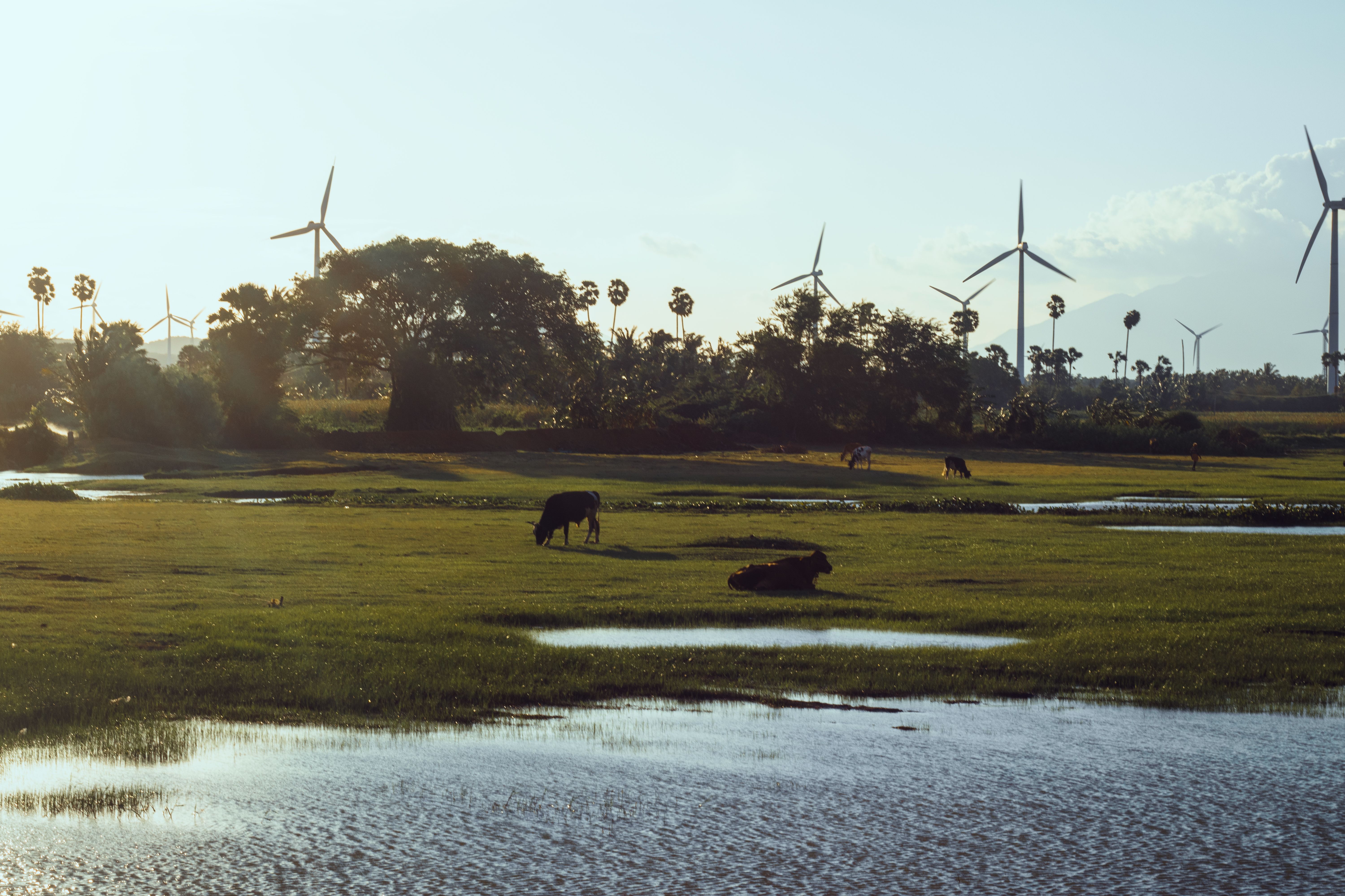 climate resilience — Photo by Rajbir  Singh on Pexels