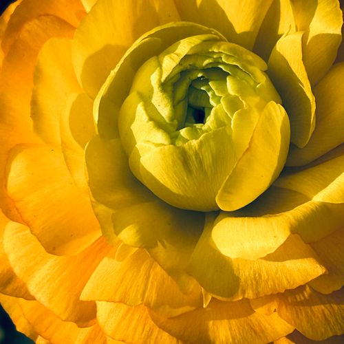 Free Vivid yellow ranunculus flower in full bloom captured up close. Stock Photo