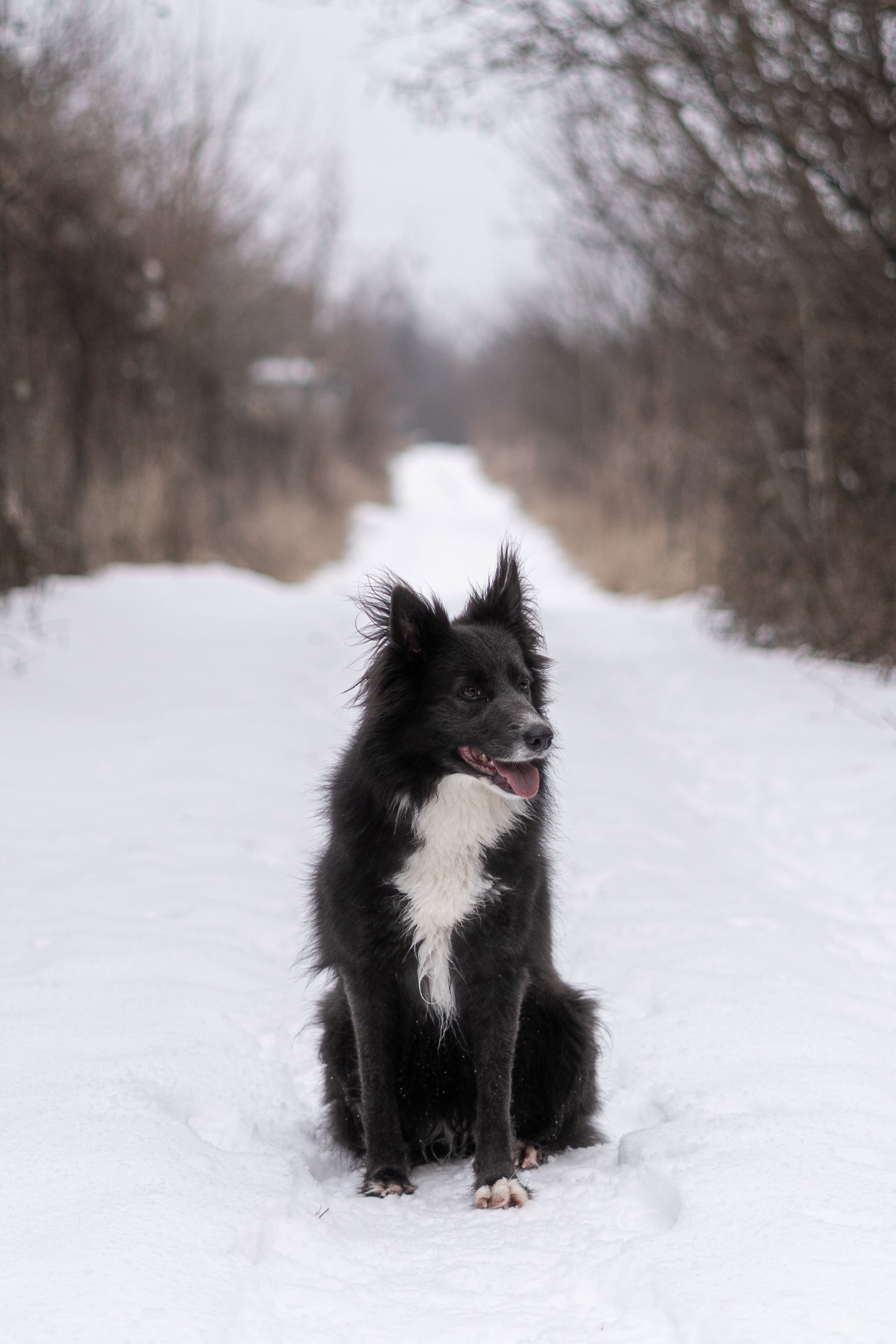 Black and White Dog Sitting in Snowy Path · Free Stock Photo