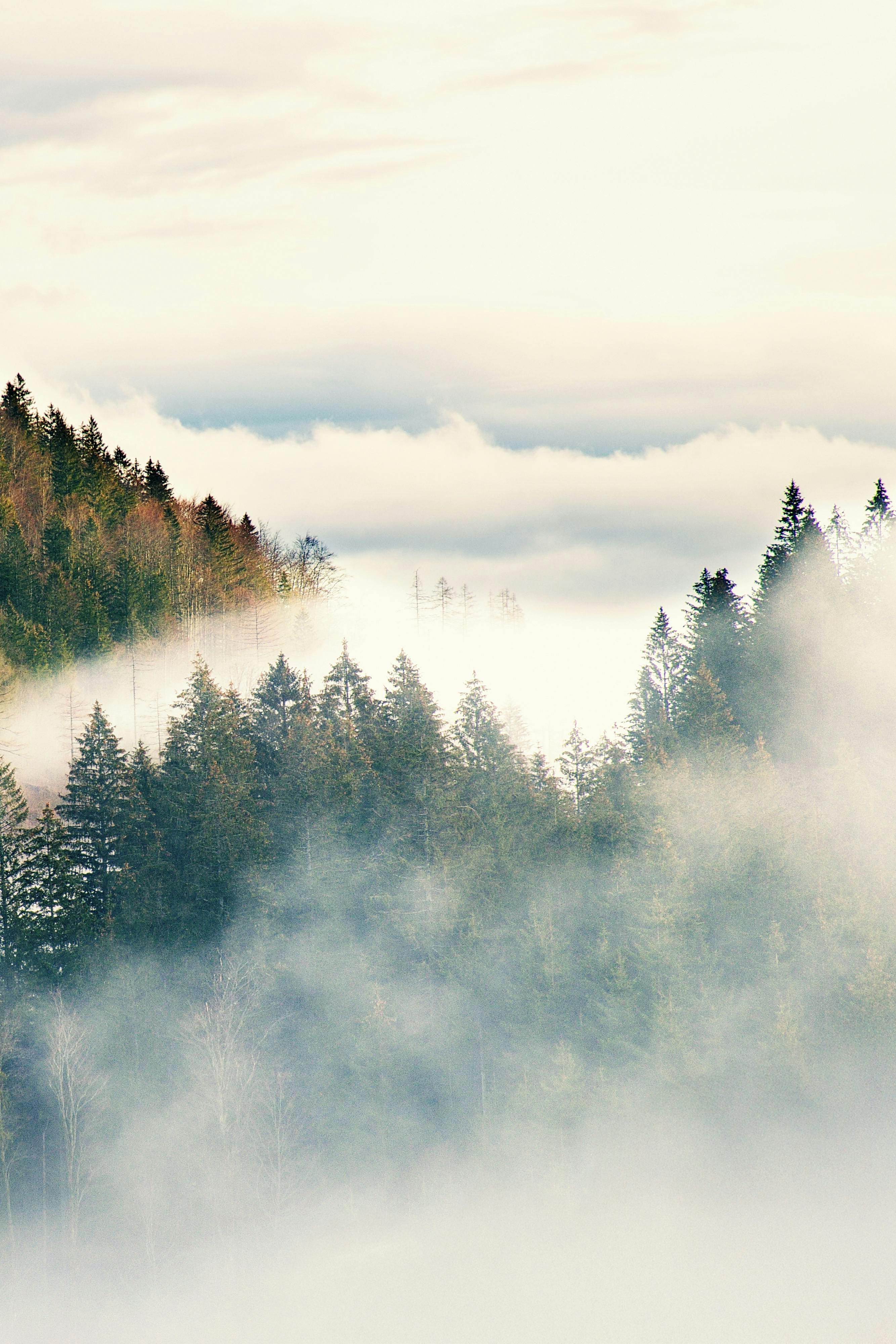 A serene view of a mist-covered forest with dense pine trees and atmospheric clouds.