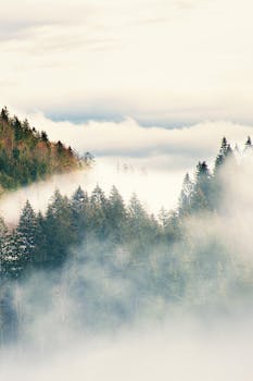 A serene view of a mist-covered forest with dense pine trees and atmospheric clouds.