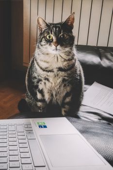 A tabby cat sits attentively on a couch beside an open laptop, indoors.