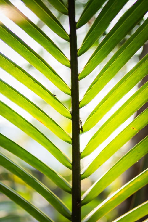 Free Detailed view of a sunlit palm leaf showcasing bright green hues and natural patterns. Stock Photo