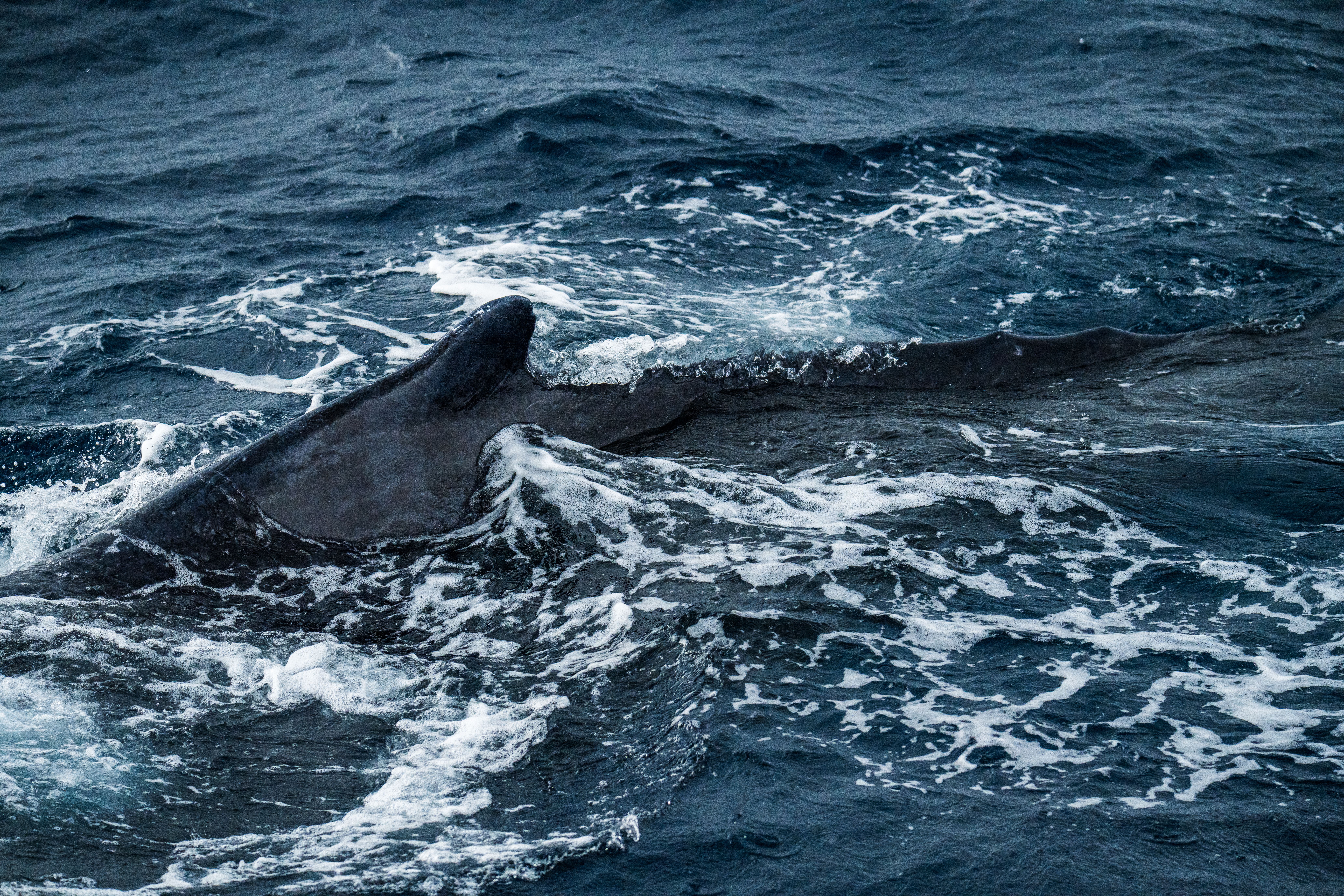 Ocean's SOS: Your 2026 Blueprint for Regenerative Eco-Travel & Saving Our Seas (Top Tours, Tech & Impact Opportunities!)