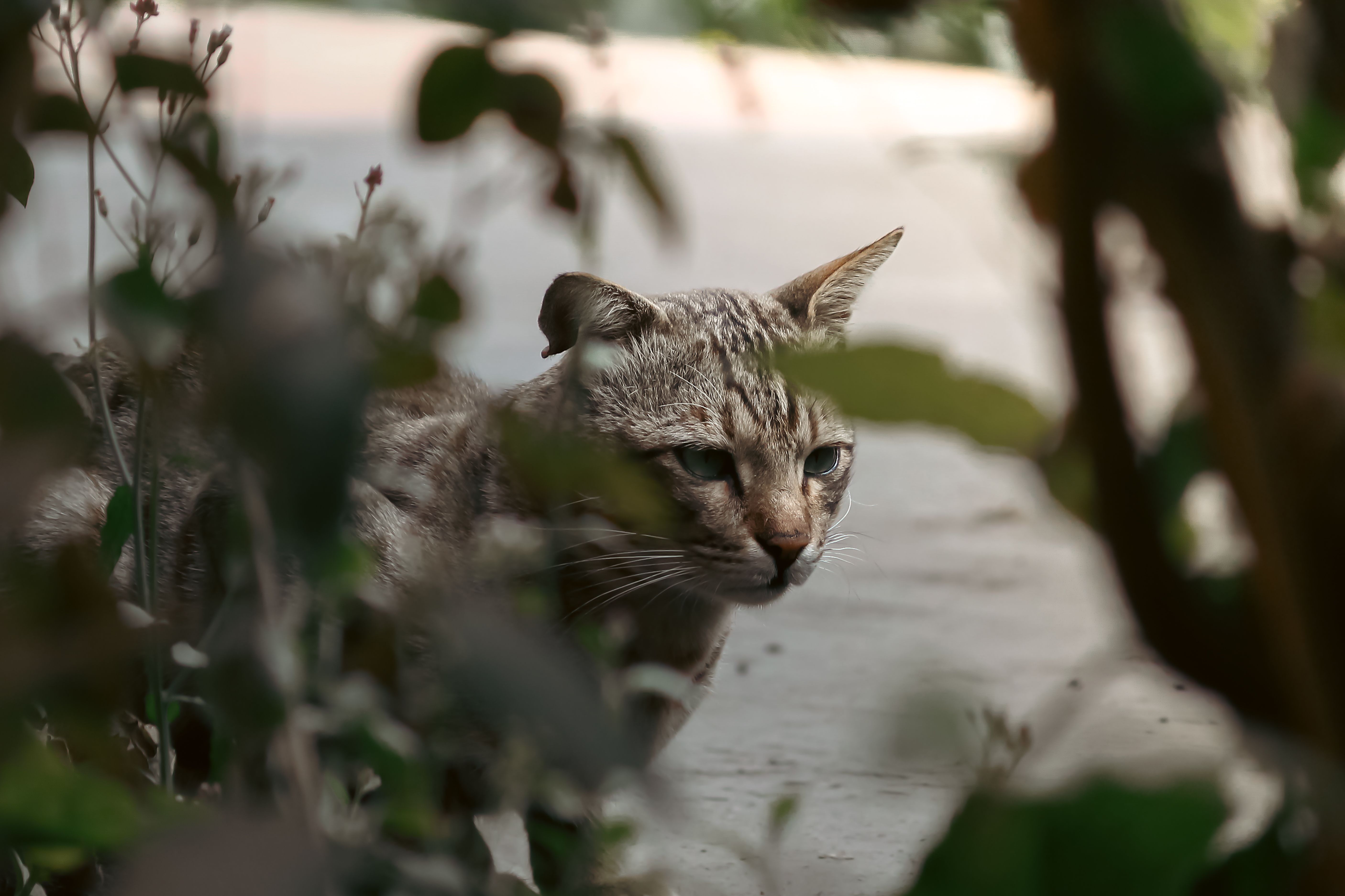 Portrait of a cat at a veterinary clinic