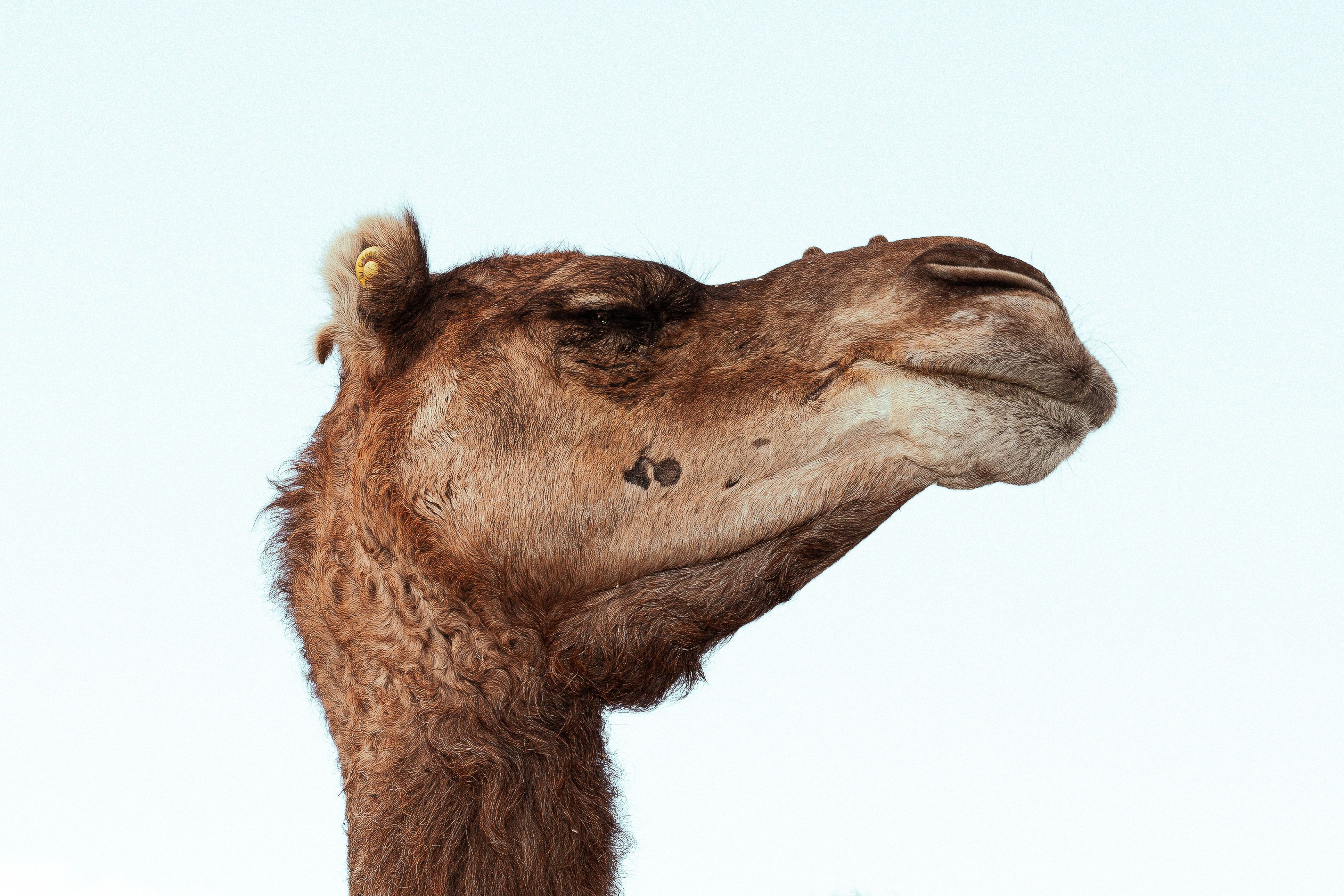Image Processing in Kotlin: resize and crop with the Kamel Library
