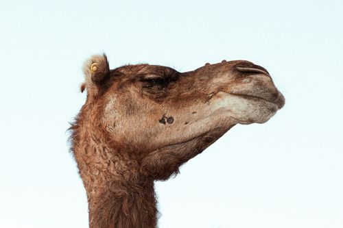 Free Close-up profile of a camel against a clear sky. Captured in Morocco. Stock Photo