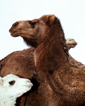 camel animal desert