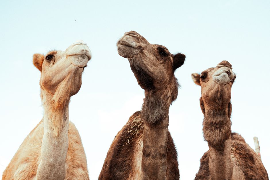 Unicorns, Centaurs, Camels: The Startup Animal Dictionary Unicorns, Centaurs, Camels: The Startup Animal Dictionary