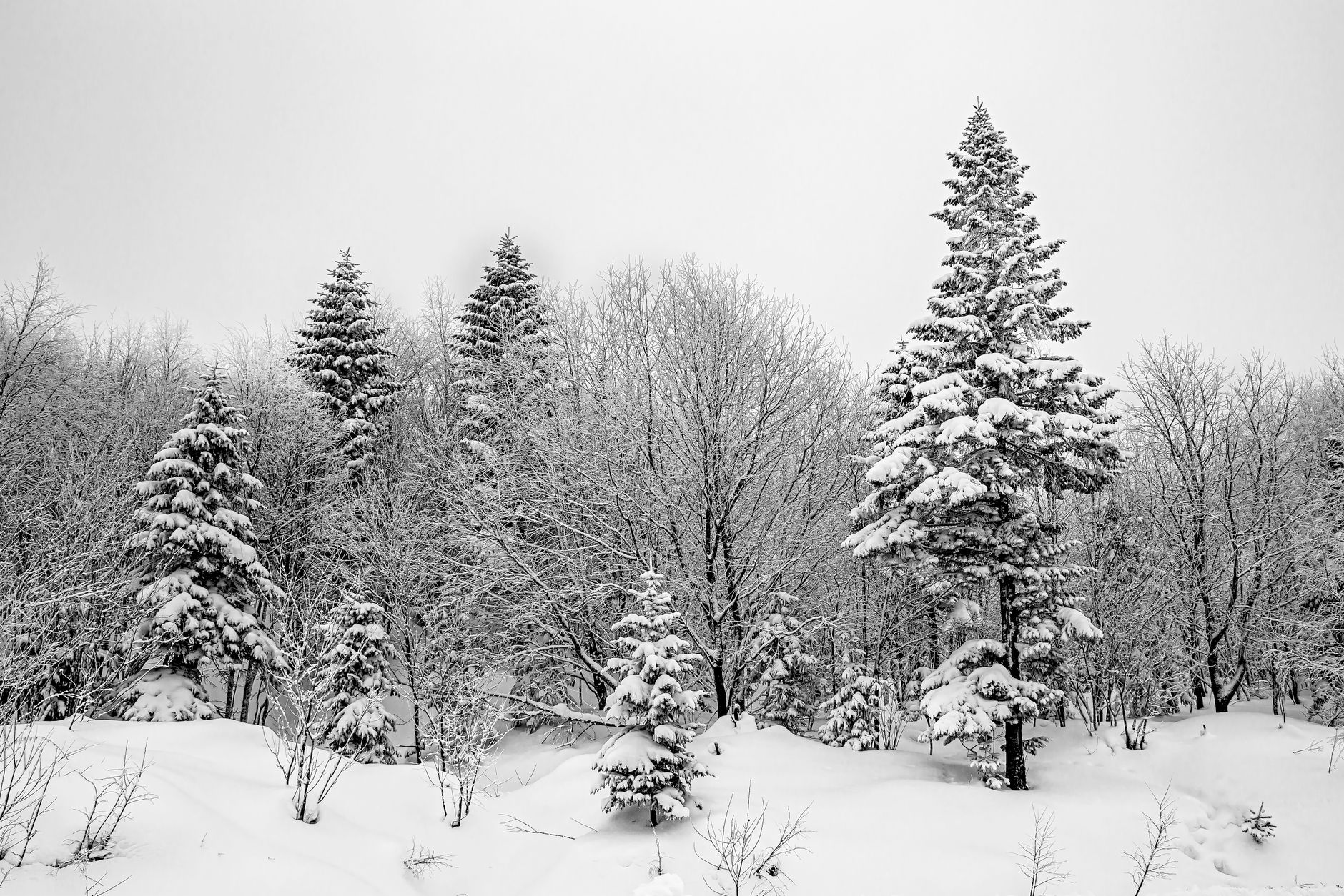Les Chèvres de montagne