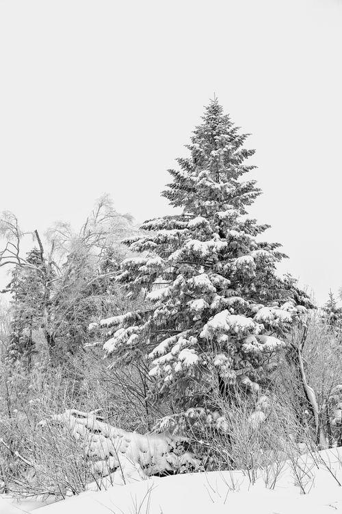 Free Snow-covered trees in a serene winter landscape of Heilongjiang, China. Stock Photo