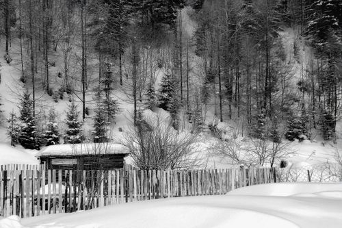 Free A serene winter landscape featuring snow-covered trees and a rustic wooden fence in Heilongjiang, China. Stock Photo