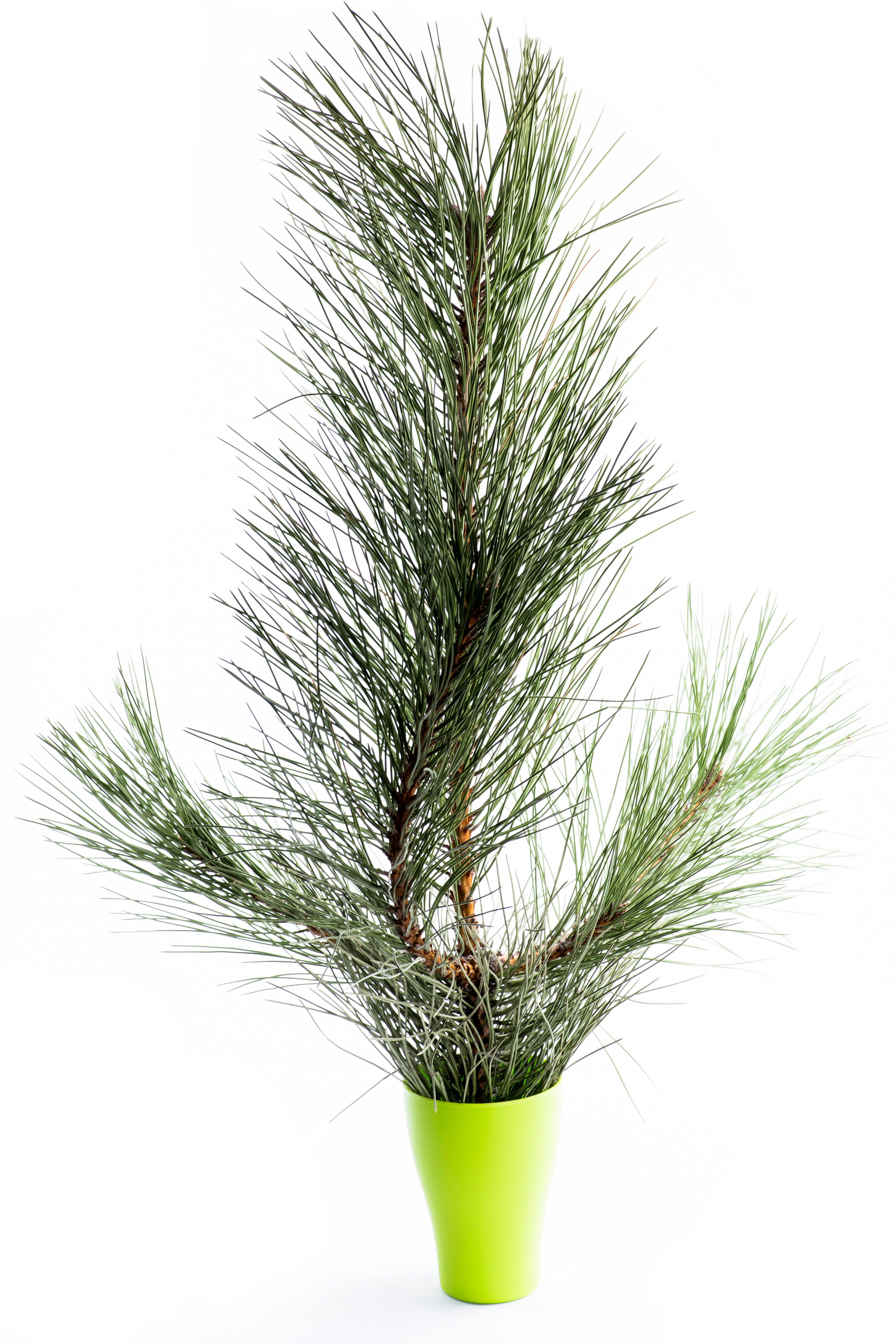 A fresh pine branch in a vibrant green pot against a white background, showcasing nature indoors.