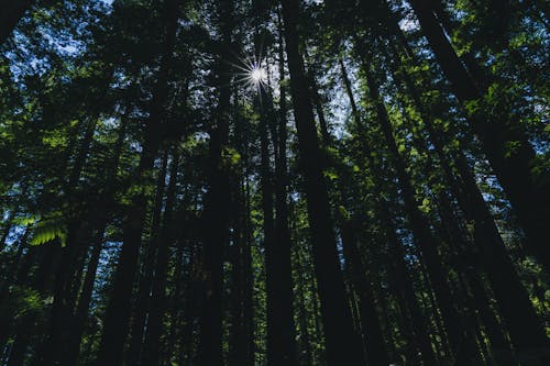 Foto profissional grátis de árvores altas, floresta, floresta densa