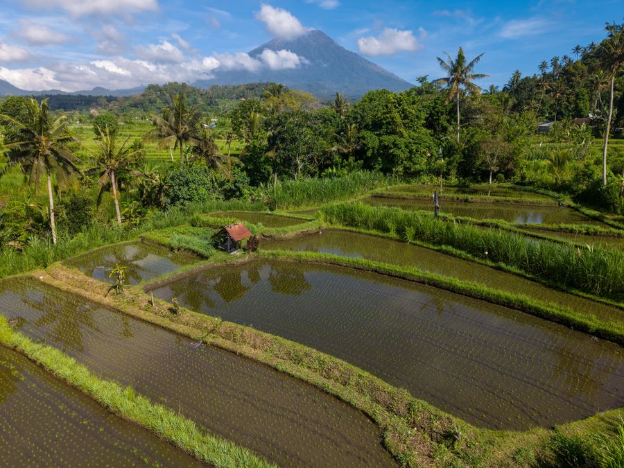 Bali rice terraces and tropical scenery
