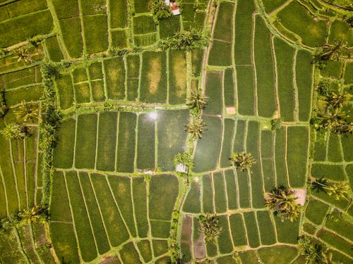 Free Stunning aerial view of green rice terraces and palm trees in Bali, Indonesia. Stock Photo