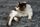 cat grooming