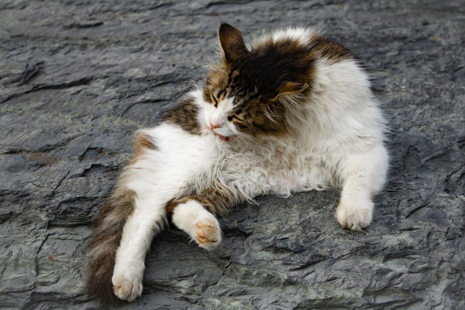 A fluffy cat grooms itself while resting on a rocky surface outdoors, enjoying a calm day.