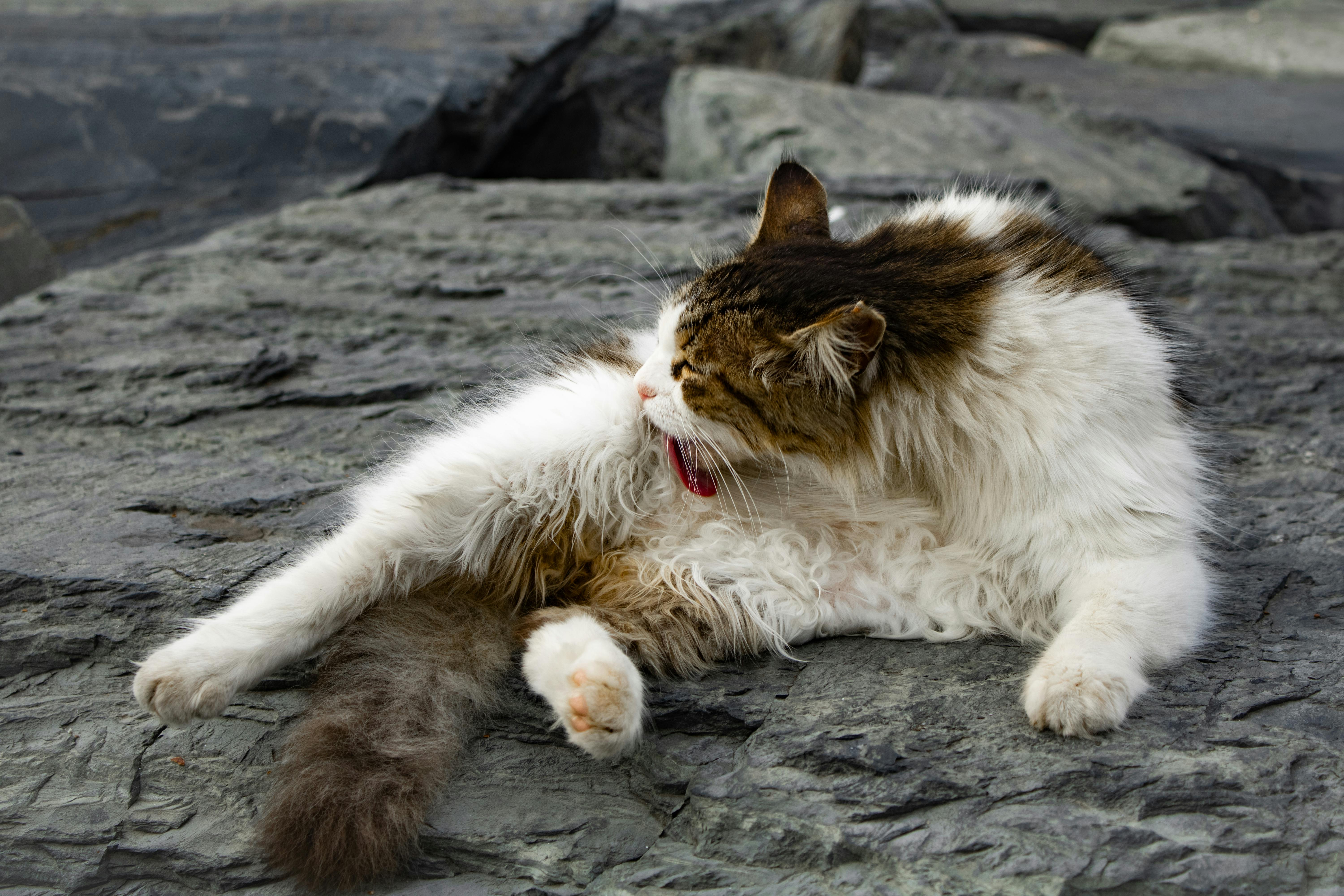 A fluffy cat lounging and grooming itself on rugged, rocky ground.