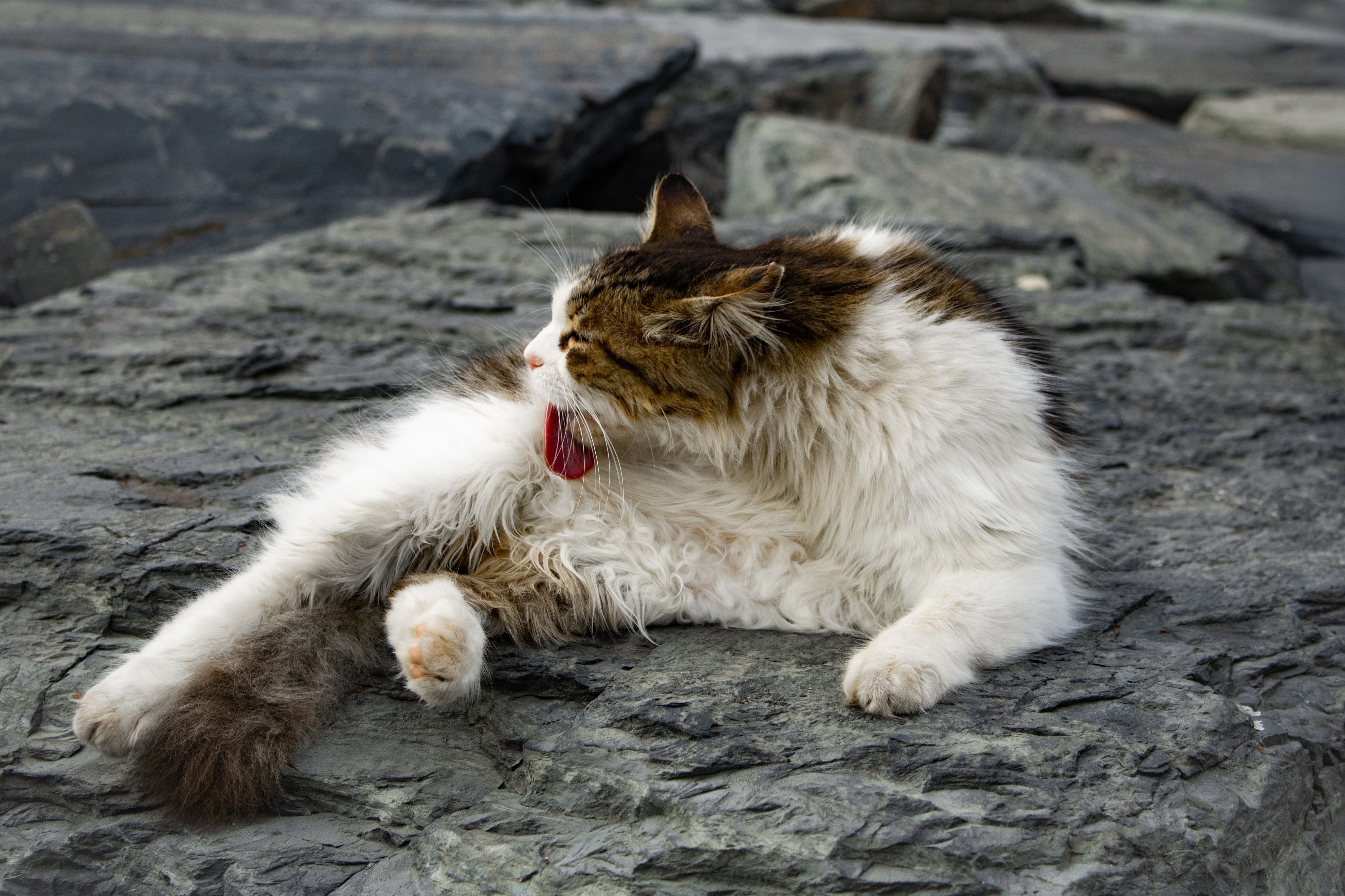 A fluffy cat grooming itself while relaxing on rocks in an outdoor setting.