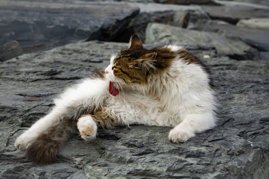 A fluffy cat grooming itself while relaxing on rocks in an outdoor setting.