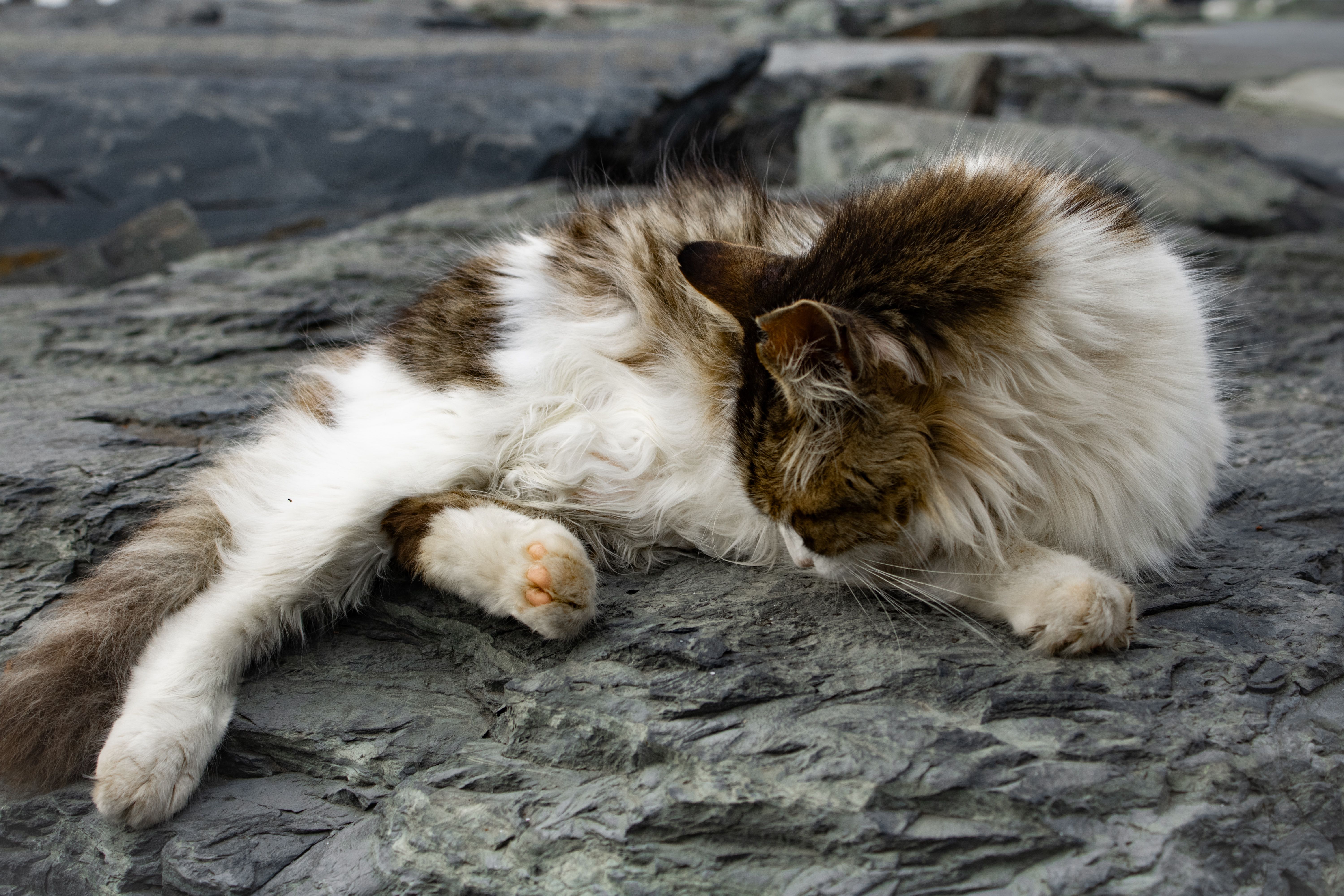 A fluffy cat relaxes on rocky terrain, showcasing its soft fur and peaceful demeanor.