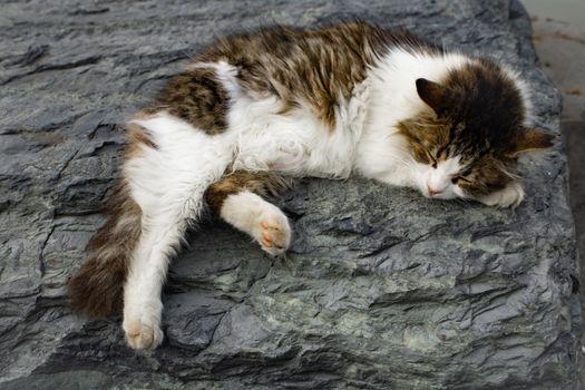 A fluffy cat peacefully sleeping on a rough, textured rock outdoors.
