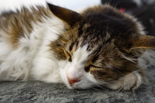Free Adorable fluffy cat sleeping peacefully on a stone surface, capturing serene outdoor tranquility. Stock Photo