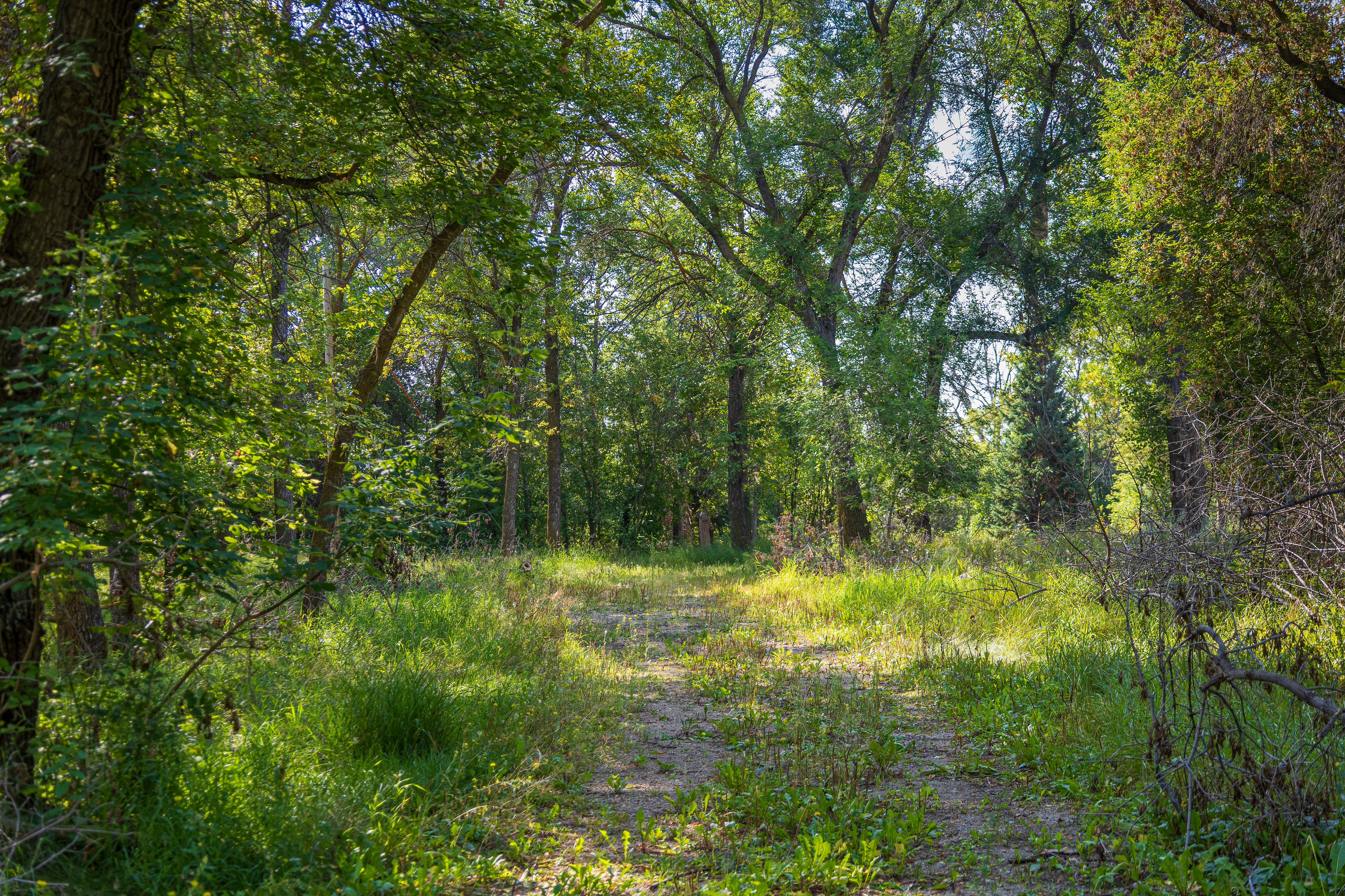 Serene Forest Trail in Saskatchewan, Canada · Free Stock Photo