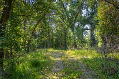 Free Tranquil forest path in Saskatchewan, Canada, during summer represents nature's beauty. Stock Photo