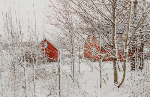 Farm Buildings behind Trees in Winter