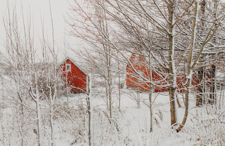 Farm Buildings Behind Trees In Winter