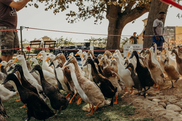 People With Flock Of Geese