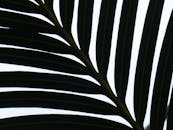 Silhouette of Palm Leaf Against Bright Sky