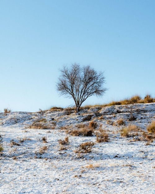 Free A single tree stands on a snowy hill in Spain under a clear blue sky, capturing serene winter beauty. Stock Photo