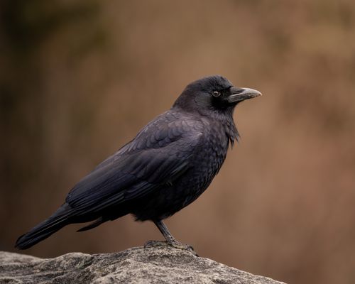 Free Elegant black raven perched on a rock with a blurred natural background. Stock Photo