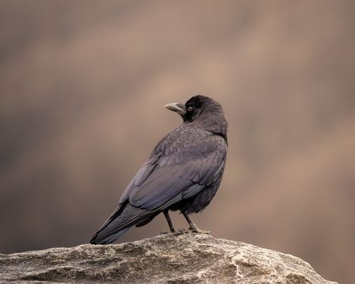 Free Close-up of a black raven perched on a rock with a soft blurred background. Stock Photo