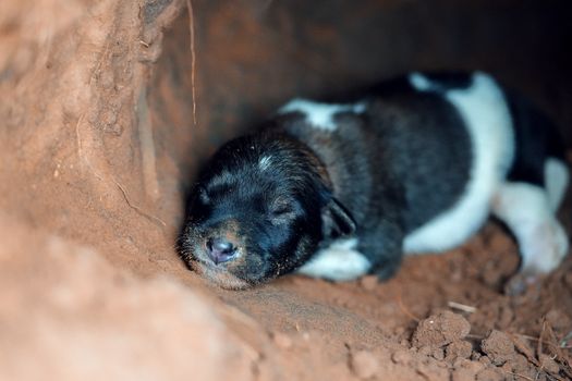 A peaceful newborn puppy with black fur sleeps in a cozy burrow, showcasing its adorable cuteness.