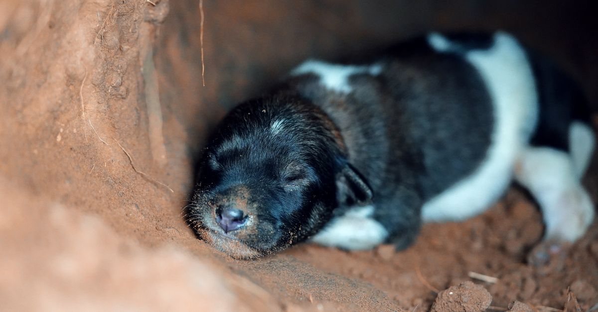 Burrows Compress Adorable Sleeping Puppy in a Warm Burrow · Free Stock Photo