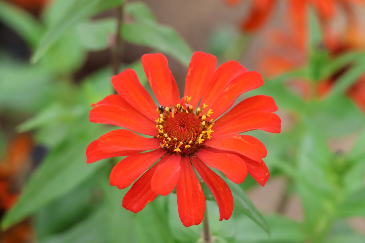 close up of a vibrant red zinnia flower in full bloom with blurred gre